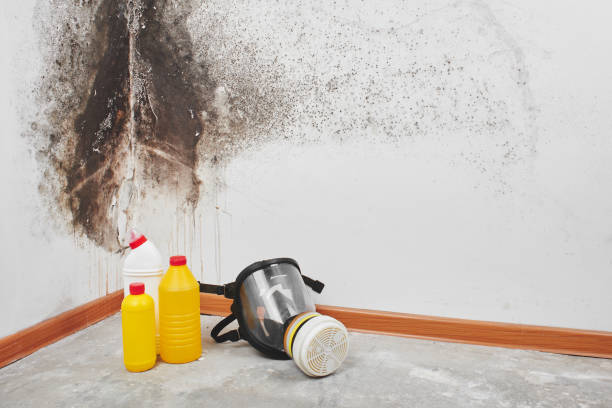 Best Mold Remediation Services  in Lenwood, CA