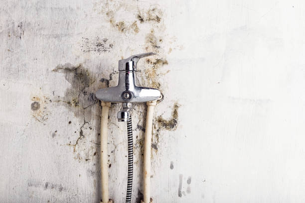 Best Mold Cleaning Services  in Lenwood, CA