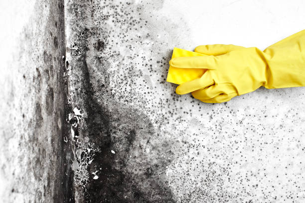 Attic Mold Removal in Lenwood, CA