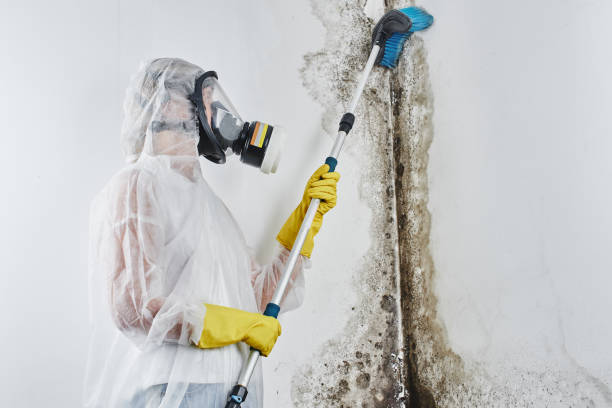 Crawl Space Mold Removal in Lenwood, CA