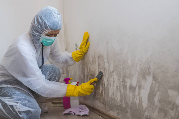 Best Commercial Mold Removal  in Lenwood, CA
