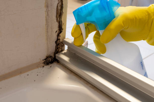 Best Black Mold Removal  in Lenwood, CA