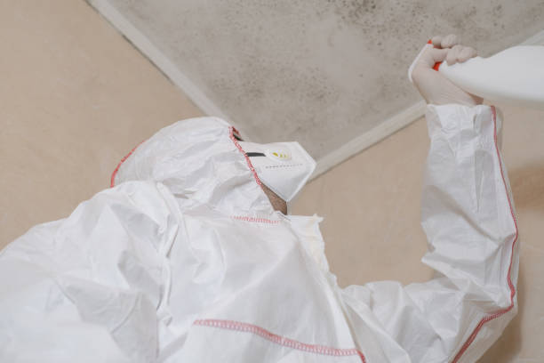 Best Attic Mold Removal  in Lenwood, CA