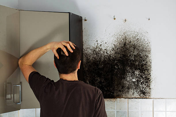 Best Emergency Mold Removal  in Lenwood, CA
