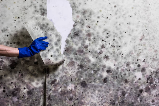 Best Black Mold Removal  in Lenwood, CA