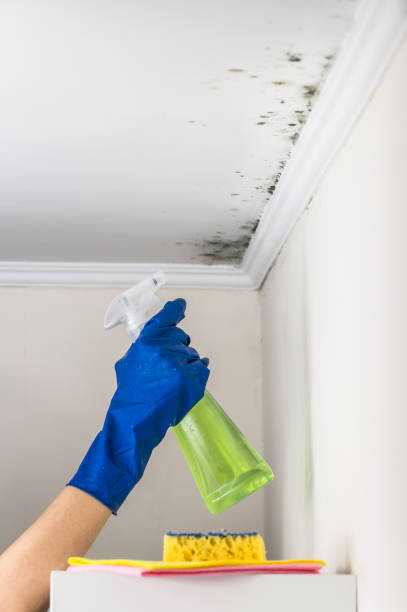 Best Attic Mold Removal  in Lenwood, CA