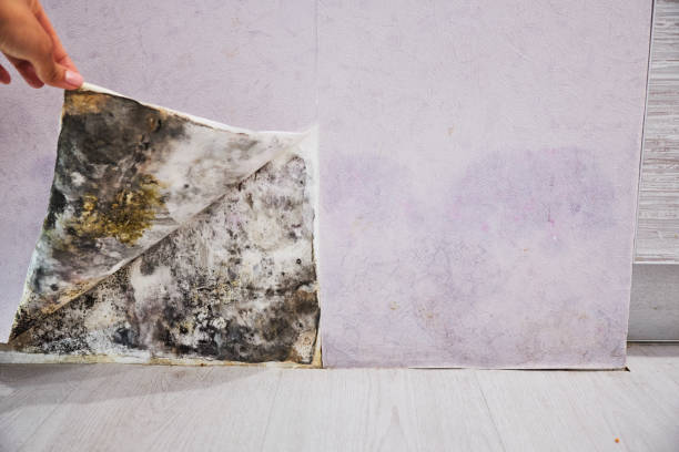 Professional Mold Removal in Lenwood, CA